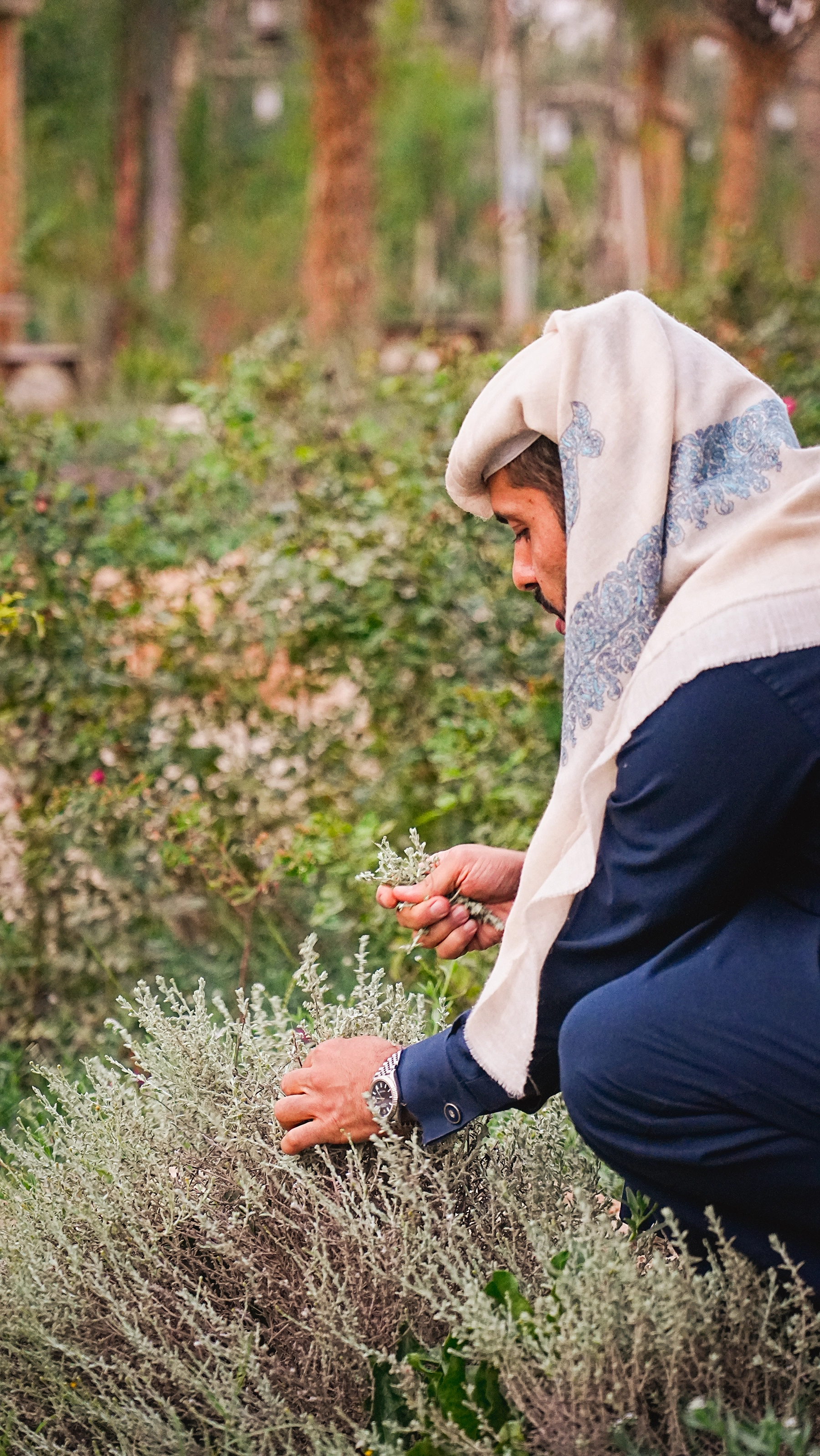 Mohammed outdoors tending plants